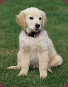 labrador_retriever2
